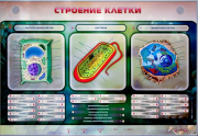 Стенды для кабинета биологии - «globural.ru» - Воркута