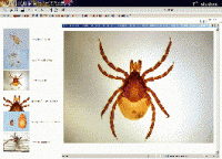 Биология. Микрофотографии. (Цифровая база изображений) - «globural.ru» - Воркута