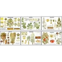 Плакаты ПРОФТЕХ "Классификация растений" (10 пл, винил, 70х100) - «globural.ru» - Воркута