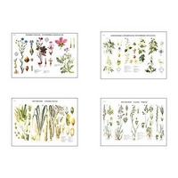 Плакаты ПРОФТЕХ "Систематика растений" (4 пл, винил, 70х100) - «globural.ru» - Воркута