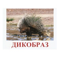 Карточки Домана "Дикие животные-3" - «globural.ru» - Воркута