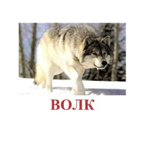 Карточки Домана "Дикие животные-1" - «globural.ru» - Воркута