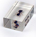 Комплект микропрепаратов для стереомикроскопа - «globural.ru» - Воркута