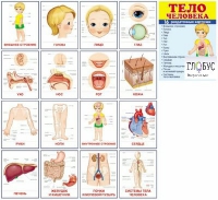 Раздаточные карточки "Тело человека" - «globural.ru» - Воркута
