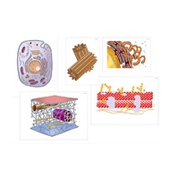 Модель-аппликация "Строение клетки" (ламинированная) - «globural.ru» - Воркута