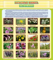 Стенд "Красная книга - растения" - «globural.ru» - Воркута