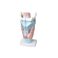 Модель гортани в разрезе - «globural.ru» - Воркута