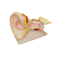 Модель Ухо человека - «globural.ru» - Воркута