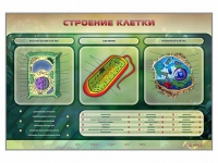 Электрифицированный стенд "Строение клетки" с маркерными полями - «globural.ru» - Воркута