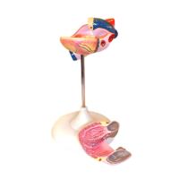 Модель сердца (лабораторная) - «globural.ru» - Воркута