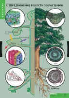 Биология. Растение - живой организм (комплект таблиц) - «globural.ru» - Воркута
