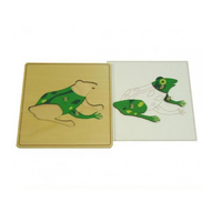 Строение лягушки с контуром - «globural.ru» - Воркута