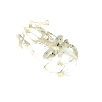 Скелет лягушки - «globural.ru» - Воркута