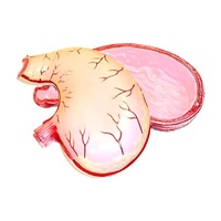 Модель желудка в разрезе - «globural.ru» - Воркута