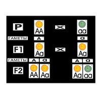 Модель-аппликация "Моногибридное скрещивание" (ламинированная) - «globural.ru» - Воркута