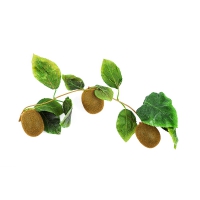 Муляж "Ветка киви" - «globural.ru» - Воркута