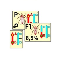 Модель-аппликация "Перекрест хромосом" (ламинированная) - «globural.ru» - Воркута