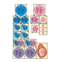 Модель-аппликация "Гаметогенез у человека и млекопитающих" (ламинированная) - «globural.ru» - Воркута