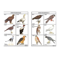 Комплект таблиц по зоологии раздаточных "Разнообразие животных. Птицы." (цвет.,лам., формат А4, 16 штук) - «globural.ru» - Воркута