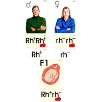 Модель-аппликация "Наследование резус-фактора" (ламинированная) - «globural.ru» - Воркута