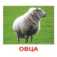 .Карточки Домана "Домашние животные" - «globural.ru» - Воркута