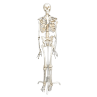 Скелет человека на роликовой подставке (170 см) - «globural.ru» - Воркута