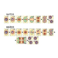 Модель-аппликация "Деление клетки. Митоз и мейоз" (ламинированная) - «globural.ru» - Воркута