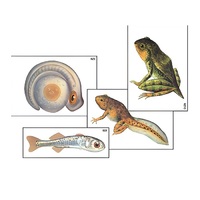 Модель-аппликация "Развитие костной рыбы и лягушки" (ламинированная) - «globural.ru» - Воркута
