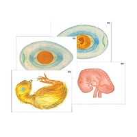 Модель-аппликация "Развитие птицы и млекопитающего (человека)" (ламинированная) - «globural.ru» - Воркута