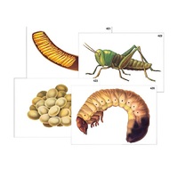 Модель-аппликация "Развитие насекомых с полным и неполным превращением" (ламинированная) - «globural.ru» - Воркута