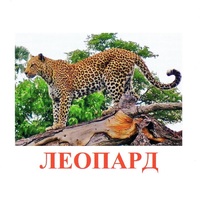 Карточки Домана "Дикие животные-2" - «globural.ru» - Воркута