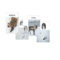 Комплект дидактических карточек "Следы на снегу" - «globural.ru» - Воркута