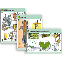 Комплект таблиц по биологии демонстрационный "Ботаника 1" (12 таблиц, формат А1, лам.) - «globural.ru» - Воркута