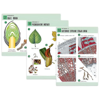 Комплект таблиц по биологии демонстрационный "Ботаника 2" (18 таблиц, формат А1, лам. - «globural.ru» - Воркута