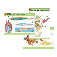 Комплект таблиц по биологии демонстрационный "Зоология 2" (16 таблиц, формат А1, лам.) - «globural.ru» - Воркута