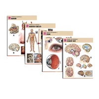 Комплект таблиц по биологии демонстрационный "Человек и его здоровье 2" (10 таблиц, формат А1, лам.) - «globural.ru» - Воркута