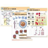 Комплект таблиц по биологии демонстрационный "Общая биология 1" (16 таблиц, формат А1, лам.) - «globural.ru» - Воркута