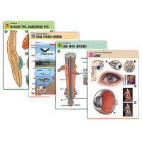 Комплект таблиц по всему курсу биологии (120 штук, формат А1, полноцв, лам) - «globural.ru» - Воркута