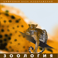Зоология. (Цифровая база изображений) - «globural.ru» - Воркута