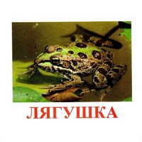 Карточки Домана "Амфибии и рептилии" - «globural.ru» - Воркута