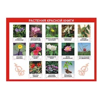 Таблица демонстрационная "Растения Красной книги" (винил 100х140) - «globural.ru» - Воркута