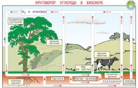 Плакаты и таблицы по общей экологии - «globural.ru» - Воркута