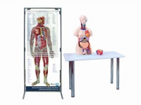 Интерактивный учебный комплекс "Анатомический атлас 3D" - «globural.ru» - Воркута