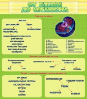 Стенд "От клетки до организма" - «globural.ru» - Воркута