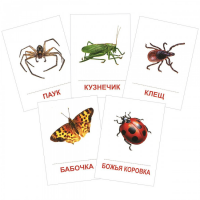 Раздаточные карточки "Насекомые" - «globural.ru» - Воркута