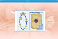 Интерактивные курсы. Биология 6 класс. Базовый  - «globural.ru» - Воркута