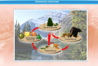 Интерактивные курсы. Биология 7 класс. Базовый - «globural.ru» - Воркута