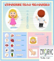 Стенд "Строение человека" для детей - «globural.ru» - Воркута