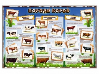 Стенд "Породы коров" - «globural.ru» - Воркута