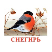 Карточки Домана "Птицы-1" - «globural.ru» - Воркута